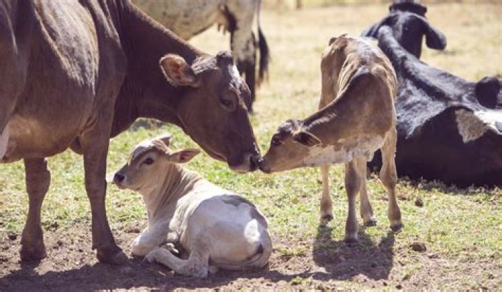 Can a cow have twins?