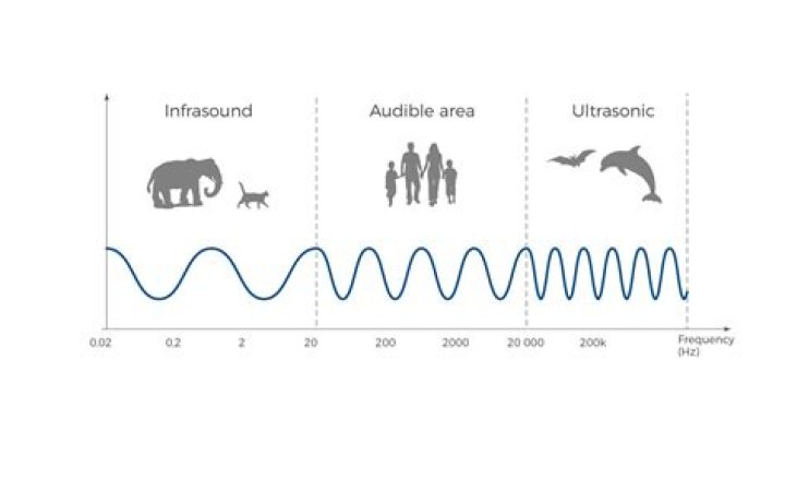 Can deer hear ultrasonic sound?