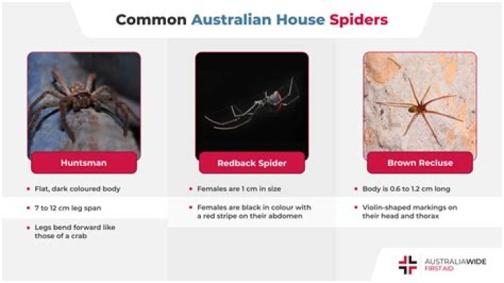 Can spiders leave their fangs in you?