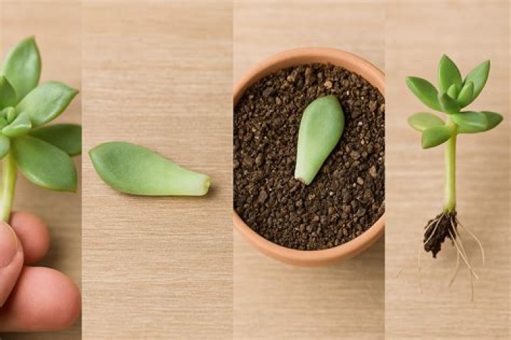 Do cuttings need a dark period?