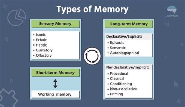 Do mice have good memory?
