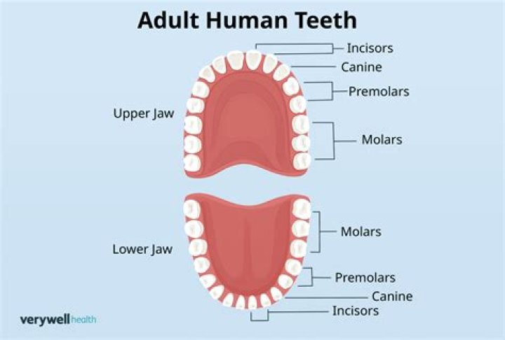 Do people plant teeth?