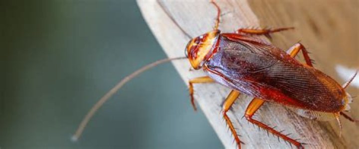 Do roaches drown?