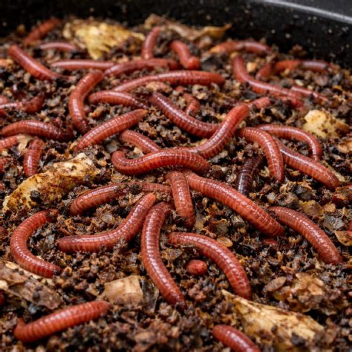 Do worm farms eat celery?
