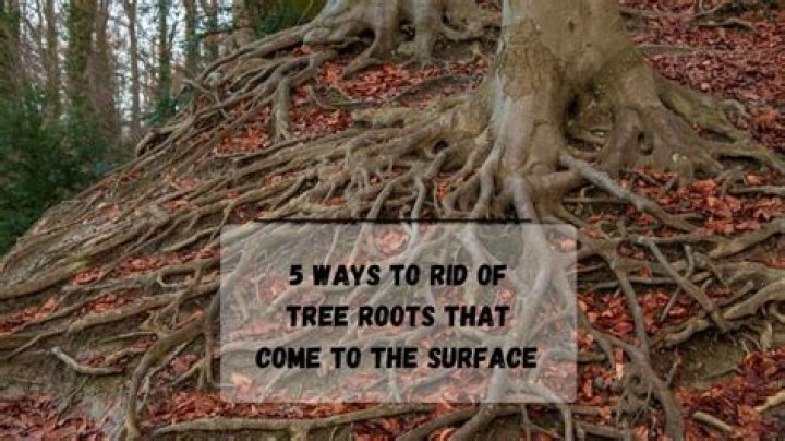 How do you get rid of tree roots underground?