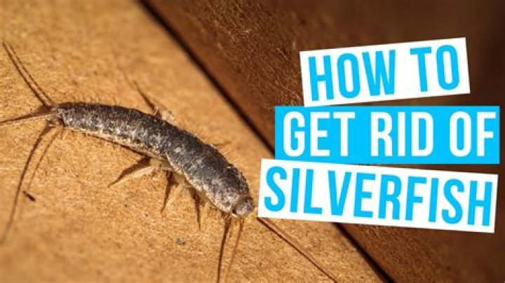 How fast do silverfish multiply?