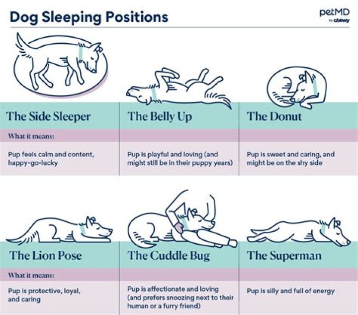 How long will Benadryl make a dog sleep?