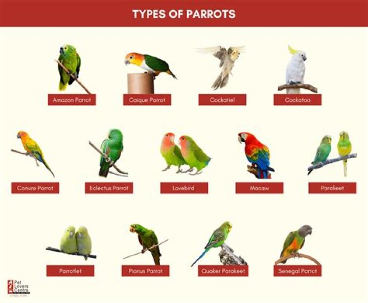 How many types of CA are there?