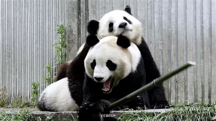 Is cuddling with a panda a job?