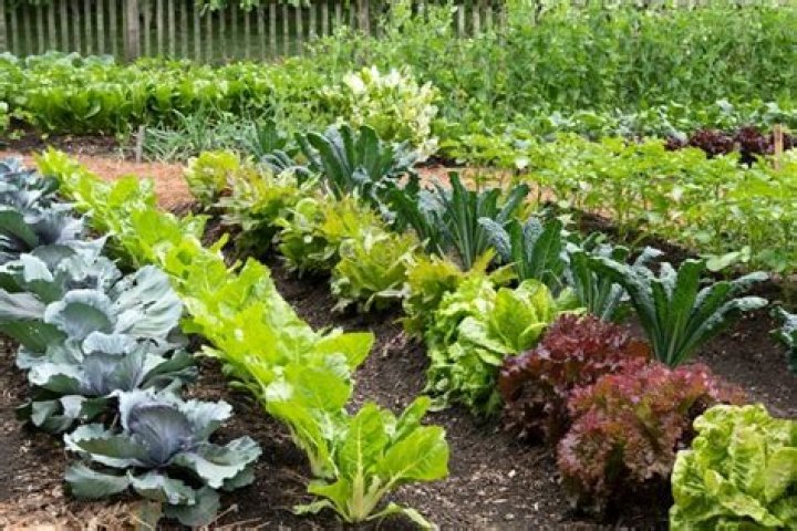Is wood ash good for a vegetable garden?