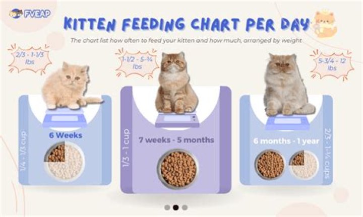 What do I feed an owl?