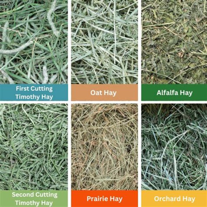 What is the best grass hay?