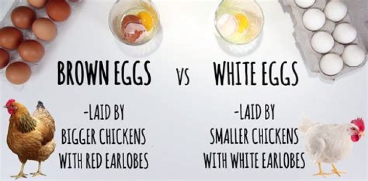 What is the difference between white eggs and brown eggs?