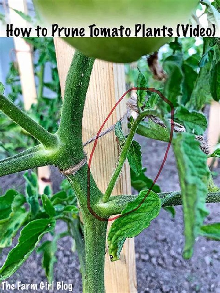 When should I prune my inch plant?