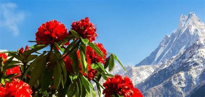 Which is the national flower of Nepal?