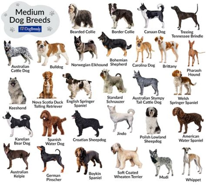 Which parent do dogs get their size from?