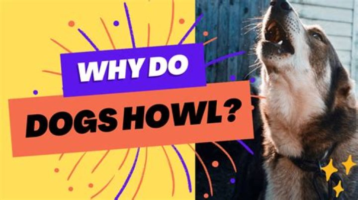 Why do dogs howl after death?