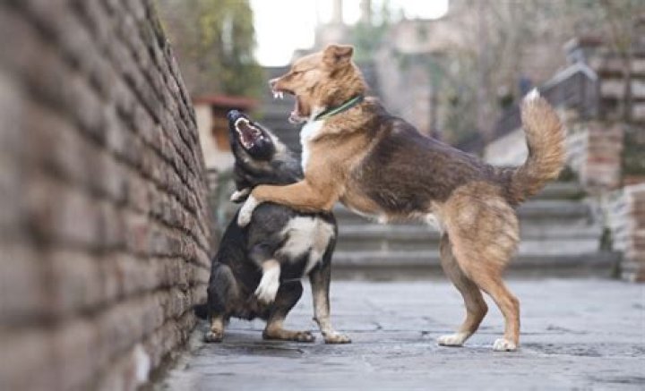 Why do my dogs fight when someone comes to the door?