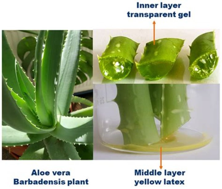 Why does aloe cause flash drying?