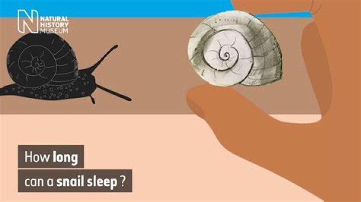 Why does my snail sleep upside down?