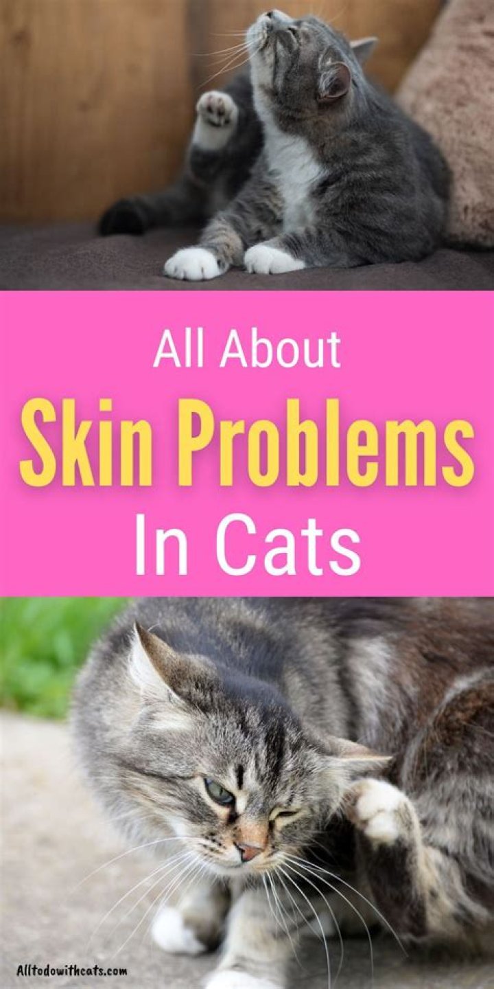 Why is my old cat skin and bones?